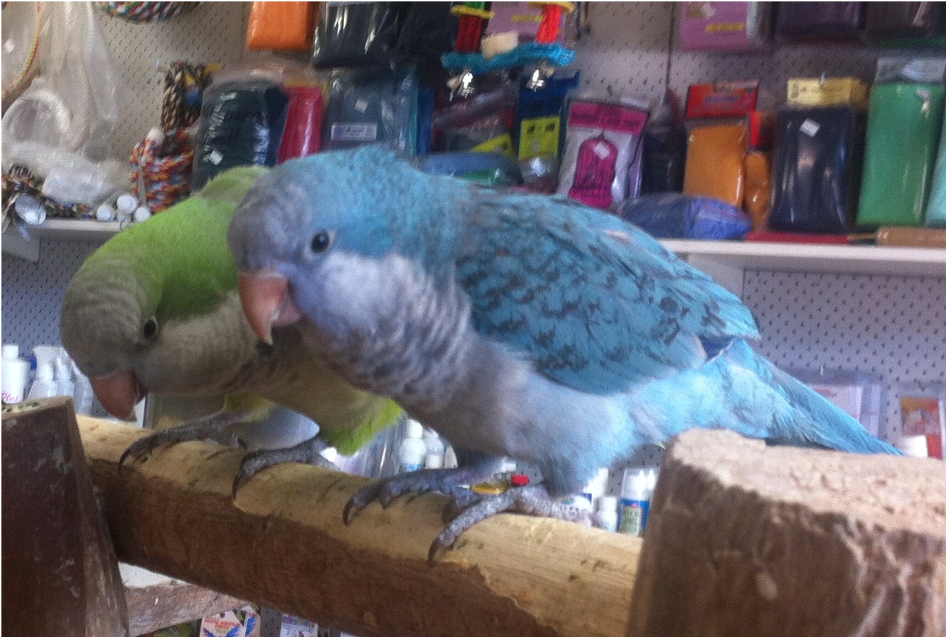 Where can you find Quaker parrots for sale?